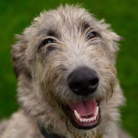 16 Historical Facts About Irish Wolfhounds You Might Not Know Page 6