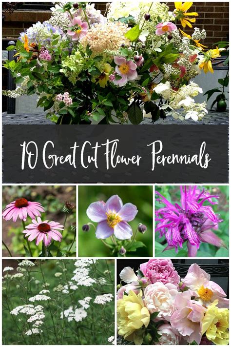 In this video i share with you how i grow, fertilize & harvest dahlias. Cut Flower Garden Perennials to Enjoy Indoors and Out