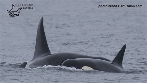 Transient Orcas Seen Feeding On Gray Whale Near Seattle