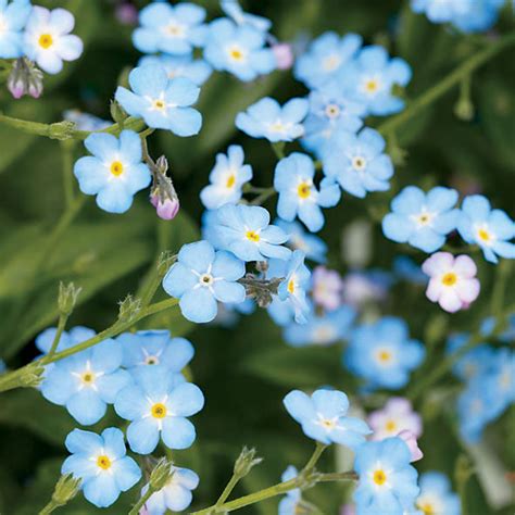 Paint Your Garden With Blue Flowers Sunset Magazine