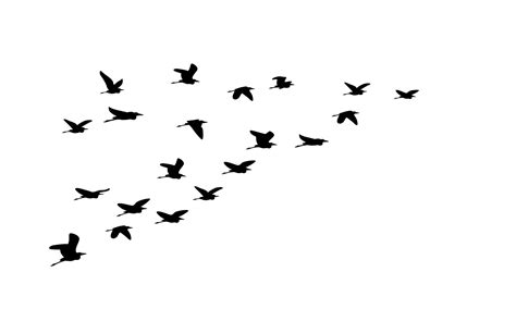 Silhouette Of Flock Of Flying Birds Isolated On White Background Perfect For A Nature Themed