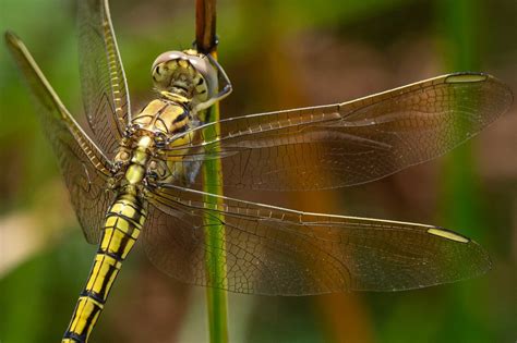 Beyond red lanterns past flavorful dishes and concoctions izakaya means joy and fulfillment friendships sewn tighter families brought closer shared moments bring out our best gathered around the table at dragonfly Dragonfly habitats — Life in a Southern Forest
