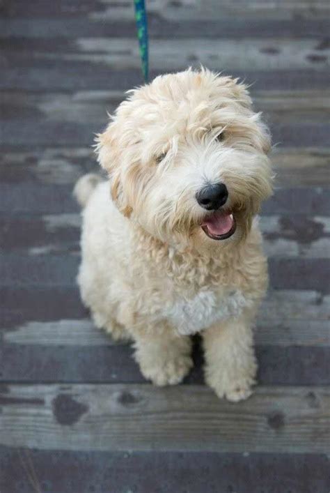 whoodle dog breed information pictures