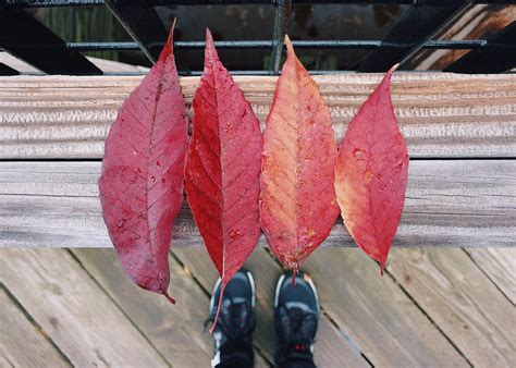 2560x1440 Wallpaper Red Leaf Set Of 4 Peakpx