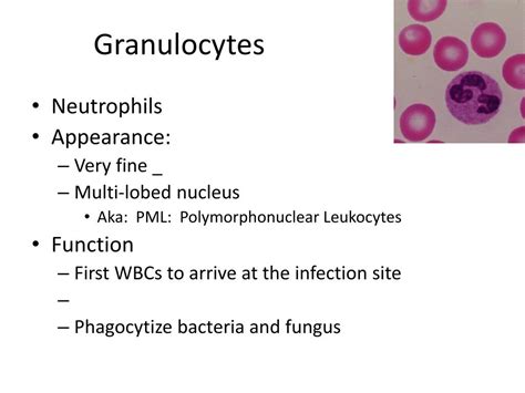 Immature Granulocytes High