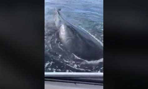 Girl Freaks Out Over Close Encounter With Whales For The Win