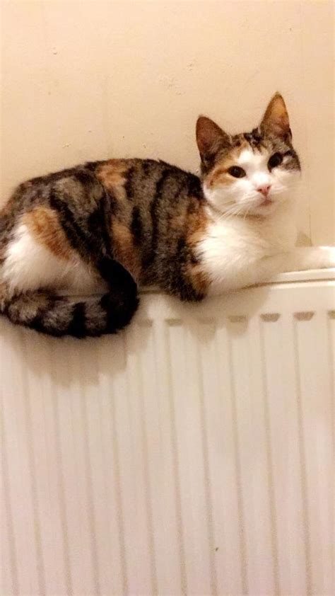 Beautiful Tabby Cat Rare Colour In Perry Barr West Midlands Gumtree
