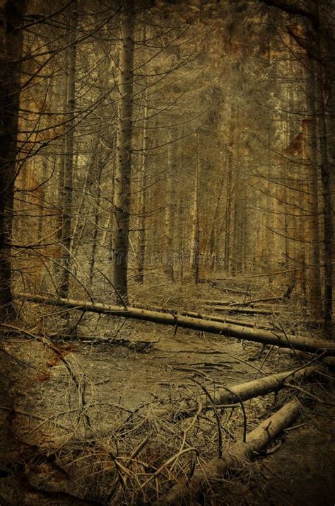 Path Into Creepy Dark Fir Tree Forest Stock Photo Image Of Calm