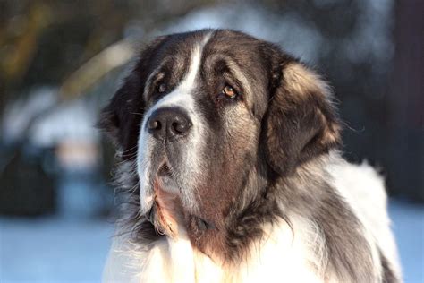 Pyrenean Mastiff Dog Breed Information And Characteristics Daily Paws