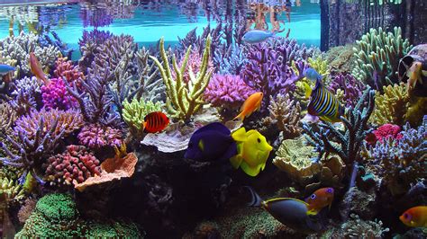 What Is Dkh In A Saltwater Aquarium Aquarium Views