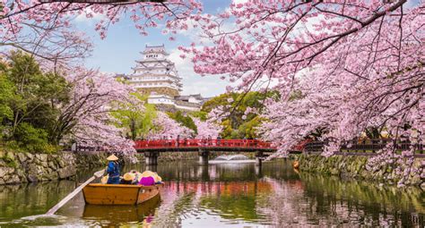 Bunga sakura dikenal sebagai salah satu simbol negara jepang. Inilah Jadwal dan Lokasi Melihat Bunga Sakura di Jepang ...