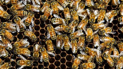 All It Takes Is 25 Million Bees To Make People Really Freak Out