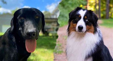Black Lab Australian Shepherd Mix Is This Combo Right For You
