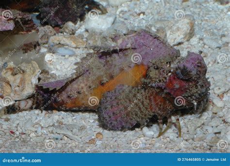 Venomous Creatures In The Red Sea Scorpaena Mystes Pacific Stock Image