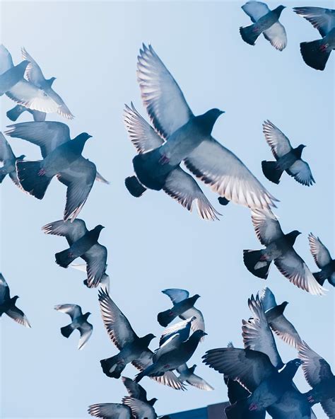 1082x1922px Free Download Hd Wallpaper Gray Pigeons Flying Under