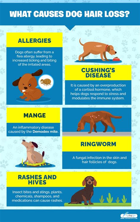 Top 48 Image Dog Hair Loss Home Remedies Vn