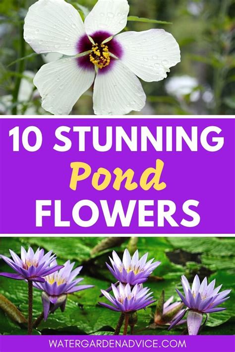 10 Stunning Pond Plants With Flowers In 2020 Pond Plants Water