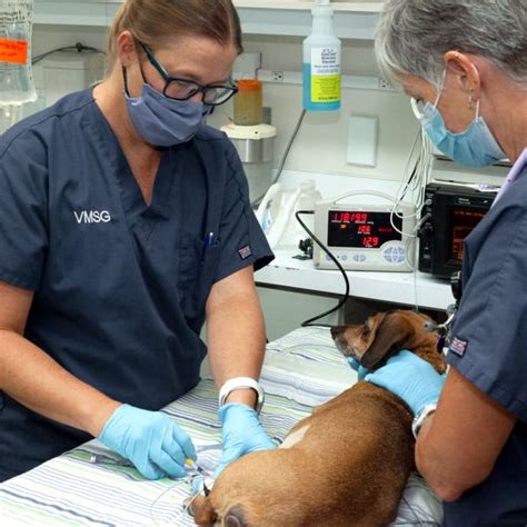 Veterinary Surgery In Ventura Dog And Cat Surgery Ventura Ca