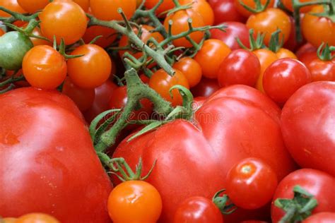 Red And Orange Tomatoes Stock Photo Image Of Delicious 13332350