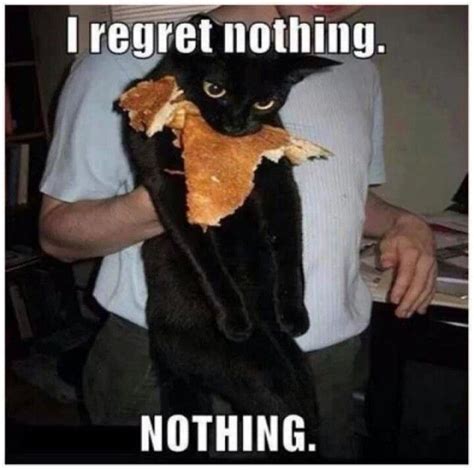 No Regrets Animal Captions Funny Animal Pictures Funny Cat Memes