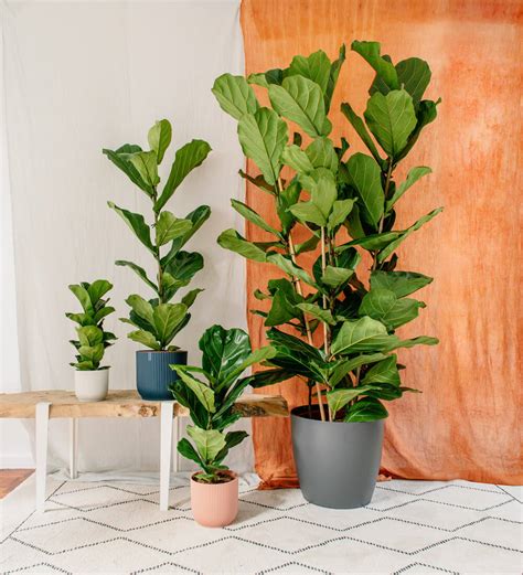 Growing Fiddle Leaf Figs Indoors Houseplant Central