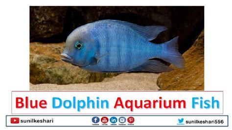 Blue Dolphin Aquarium Fish Aquarium Fish Dolphins Fish Pet