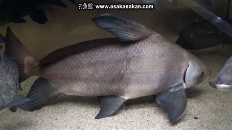 エンツュイ（chinese Sucker Fish）学名：myxocyprinus Asiaticus Youtube