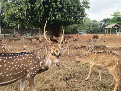 Pada yang ada di atas adalah kolam renang yang menurut saya hanya lebih cocok. RAGUNAN ZOO Tiket Masuk & Info Wisata Januari 2021 √ Jam Buka