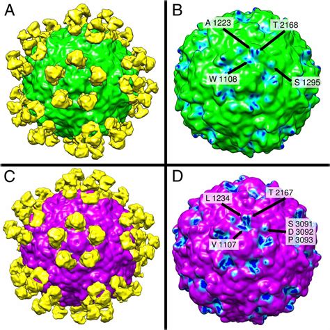 Cross Neutralizing Human Anti Poliovirus Antibodies Bind The