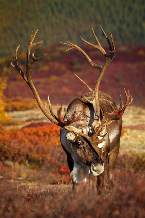 Large Caribou In Fall Color In Denali Fine Art Photo Print Photos By