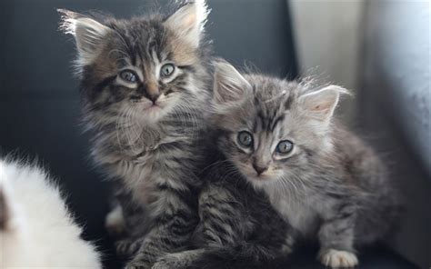 Download Wallpapers Gray Fluffy Kittens Gray Little Cats Cute Animals