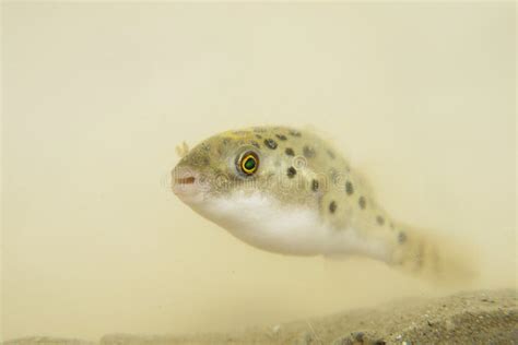 Portrait Of Green Spotted Puffer Fish Stock Image Image Of Ocean