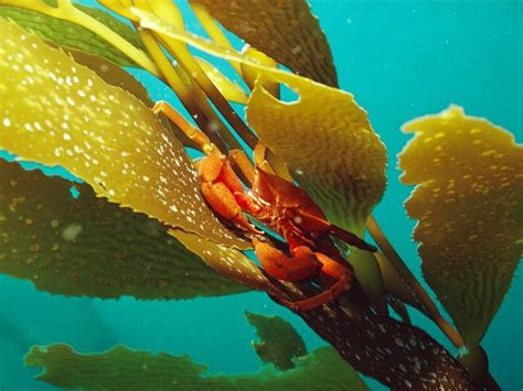 List Of Amazing Sea Plants Worlds Exotic Beaches