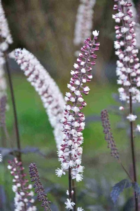 Actaea Simplex Pink Spike Plantwerk Online Planten Kopen