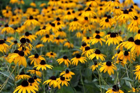 25 Yellow Flowers For The Happiest Garden In The Neighborhood Fall