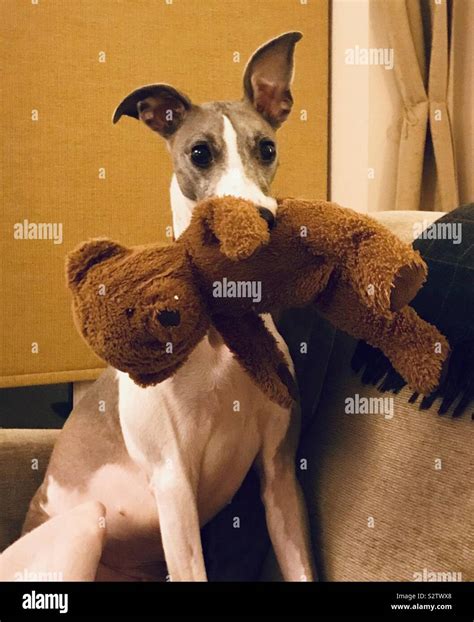 Whippet Day On Sofa With Teddy Bear In Mouth Stock Photo Alamy