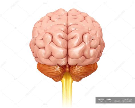 Anatomía Del Cerebro Humano — Biología Contexto Stock Photo 160557558