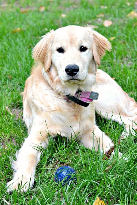 I have a 6 month old lab/australian cattle dog mix. My Top 10 Tips for Raising a Golden Retriever Puppy