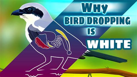 Why Is Bird Poop White Avian Digestive System ถูกต้องมากที่สุด