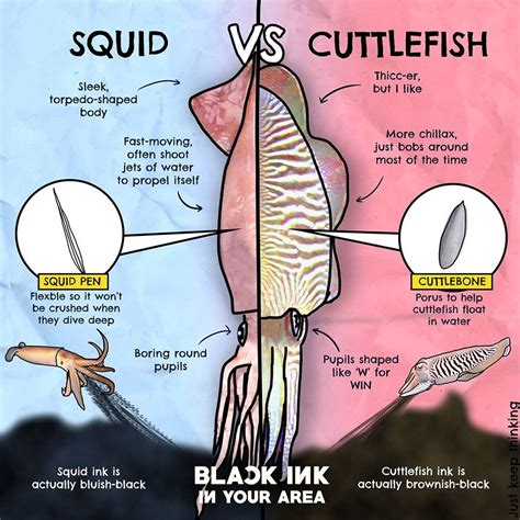 The Differences Between Squid And Cuttlefish Are Depicted In This