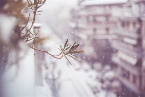 Zamrznjeni poganjki so videti rjavi in se izsušijo, zato jih morate močno. Oleander erfroren » Ist er noch zu retten?