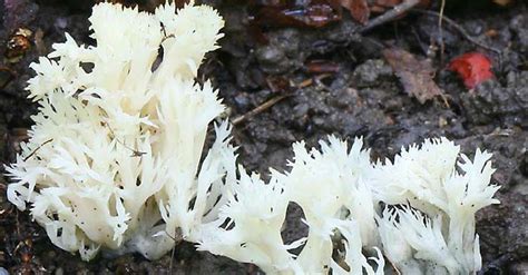Edible Coral Fungus