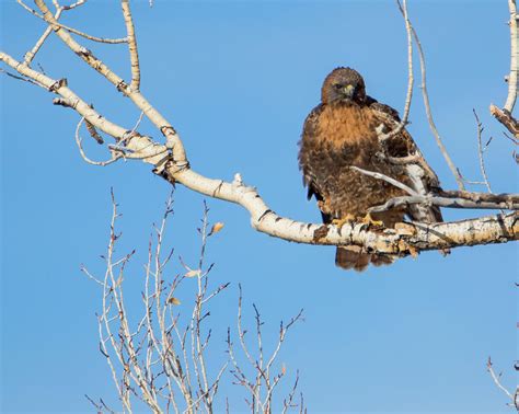 Winter And The Red Tailed Hawk Photograph By Tracie Fernandez