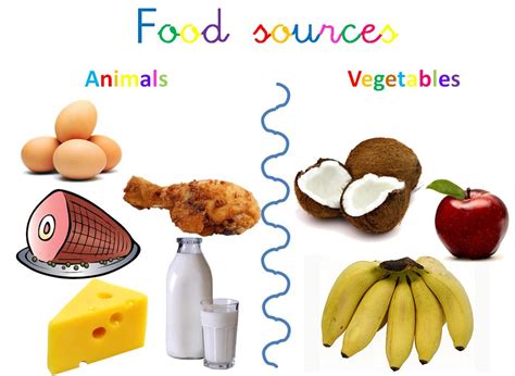 My English Blog: Food sources
