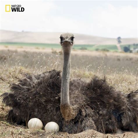 All Ostrich Hens Lay Their Eggs In The Nest Of The Dominant Female Who