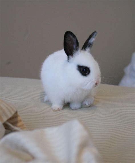 Cute Bunny Black And White Hand Sized Netherland Dwarf Rabbit Pet Bunny