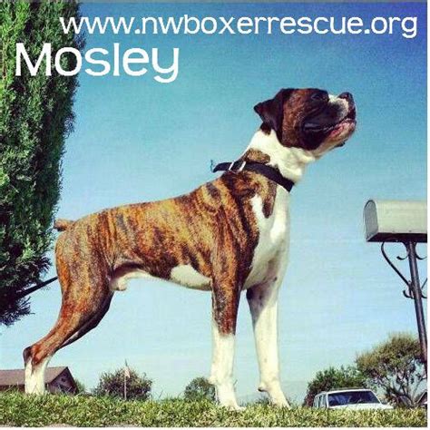 Interested in adopting a rescue? Mosley is a handsome boy who needs some financial ...