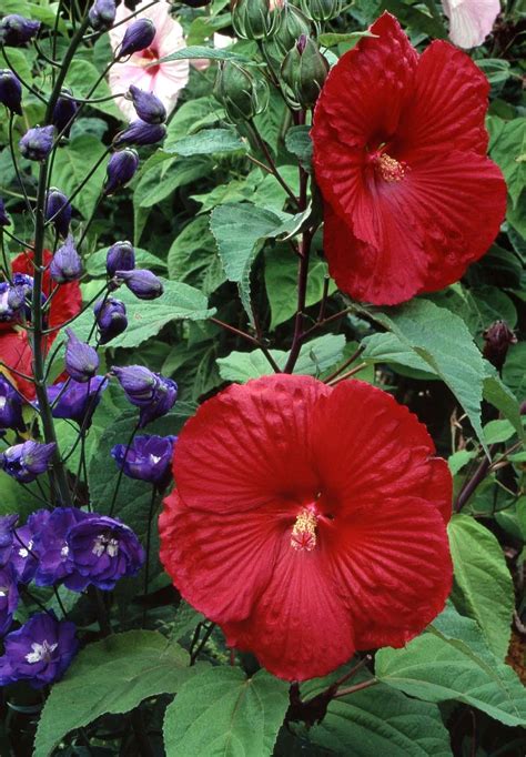 How To Plant And Grow Hardy Hibiscus
