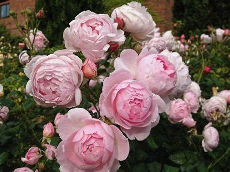Renowned for their beautiful, often many petalled, repeat flowering blooms and enticing, rich fragrances there are now over 200 rose varieties bred by david austin, each one making a fantastic contribution to any garden. David Austin Rose 'Scepter'd Isle' | David austin roses ...