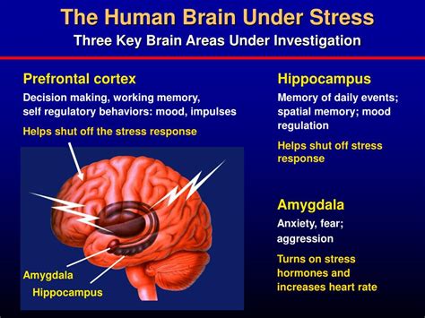 Ppt Good Stress Bad Stress Brain Body Interactions And The Effects On